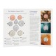 . @17/FEBRERO ENVÍO@ INGLATERRA 8 monedas The 2025 United Kingdom BRILLIANT UNCIRCULATED DEFITINIVE ANNUAL COIN SET